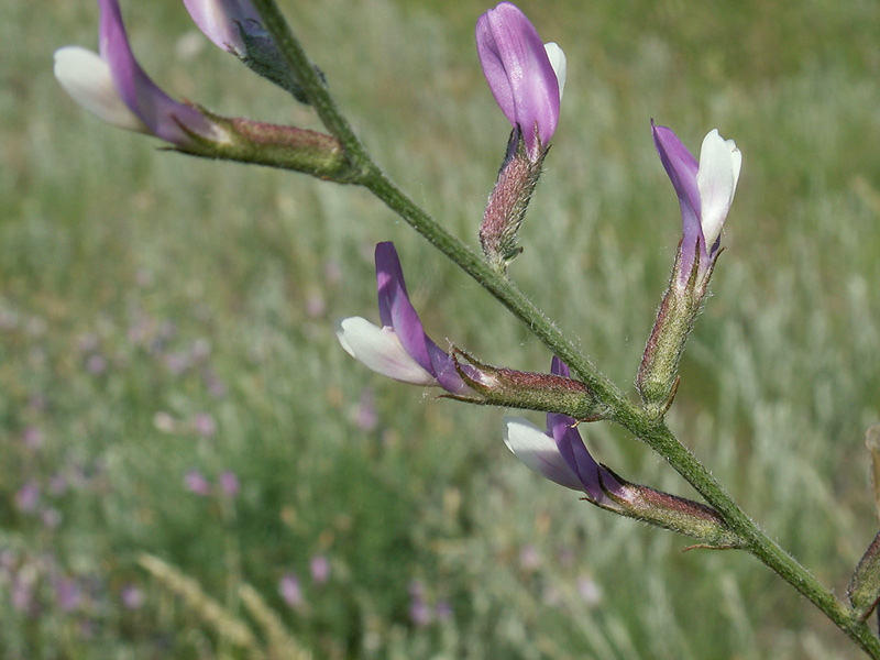 Изображение особи Astragalus varius.