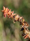 Atriplex glabriuscula. Верхушка соплодия с прицветниками в осенней окраске. Ленинградская обл., побережье в р-не пос. Большая Ижора, на берегу озерка между дюнами. 30.08.2015.