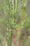 Senecio jacobaea