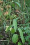 Adenophora liliifolia