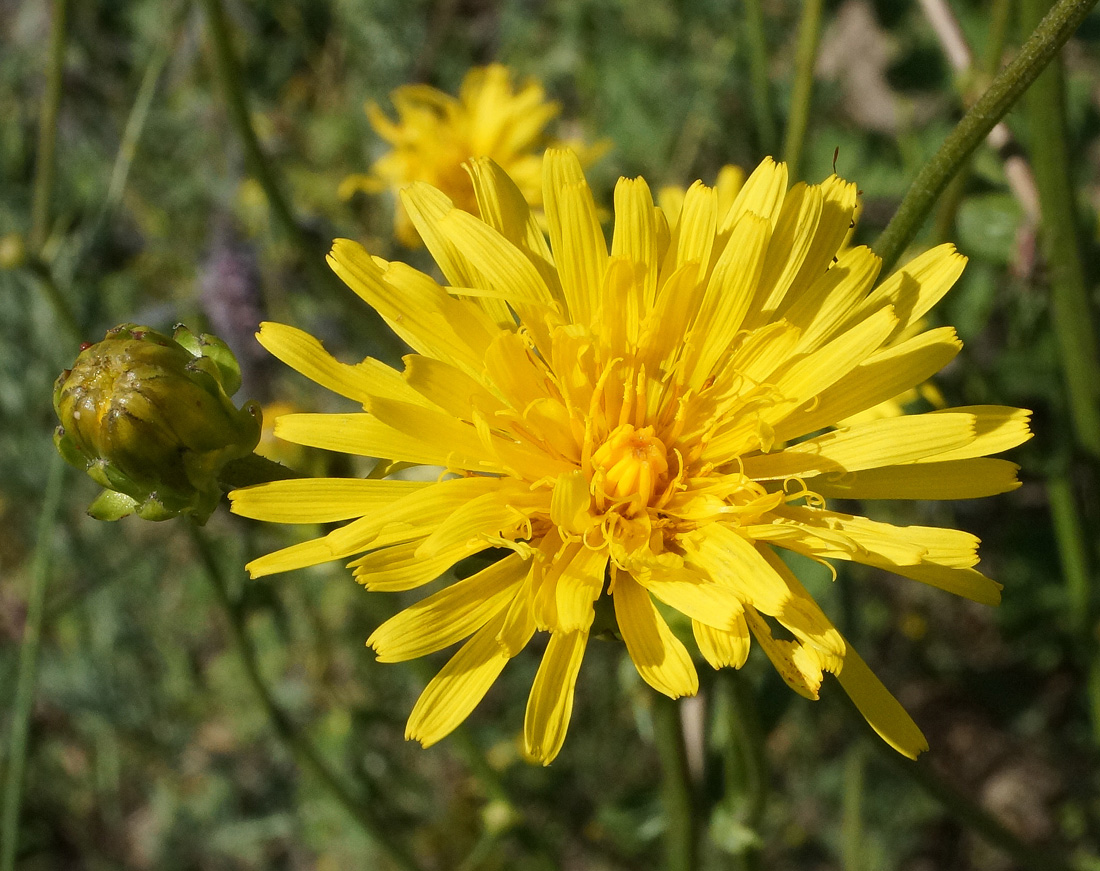 Image of Crepis sibirica specimen.