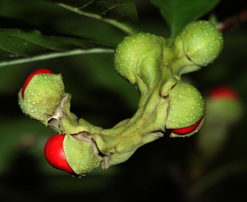 Image of Magnolia kobus specimen.