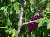 Rosa rugosa