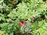 Mahonia aquifolium. Ветвь с незрелыми плодами. Польша, Варшава. 27.06.2009.