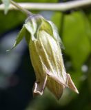 Atropa caucasica