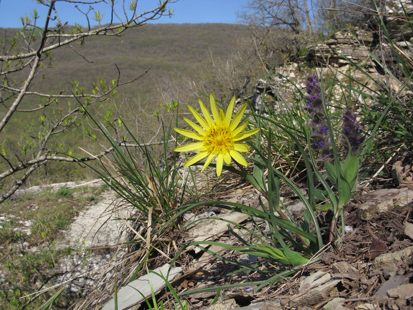 Изображение особи род Tragopogon.