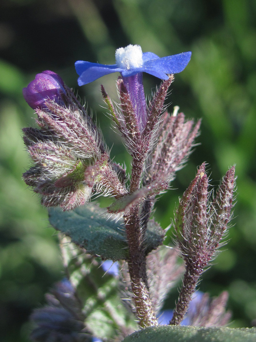 Изображение особи Anchusa pusilla.