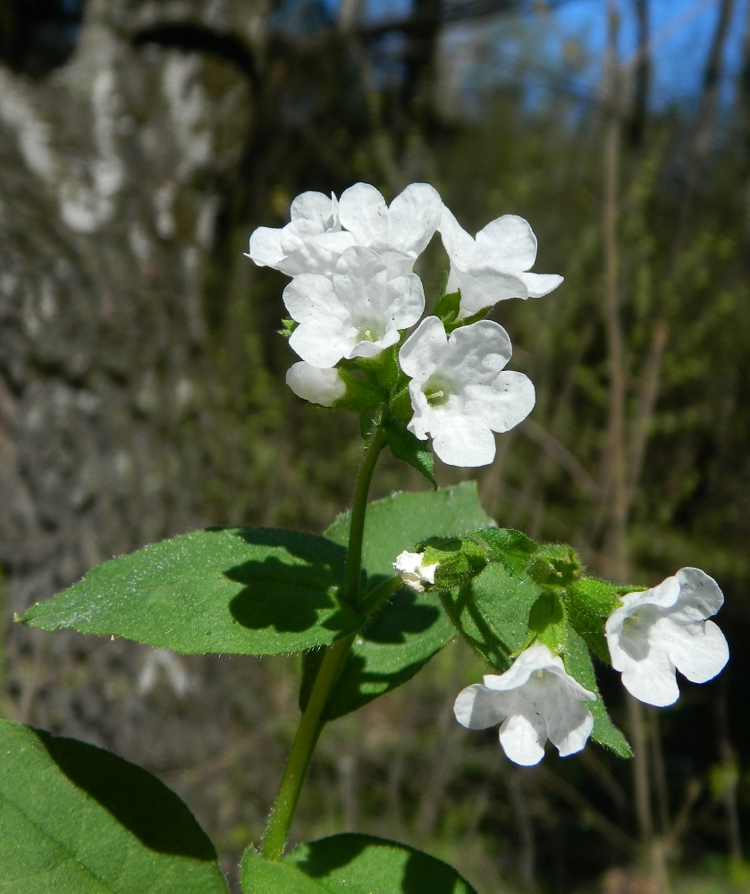 Изображение особи Pulmonaria obscura.