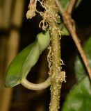 Hoya carnosa