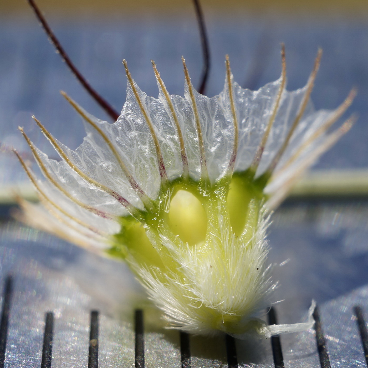 Изображение особи Lomelosia divaricata.