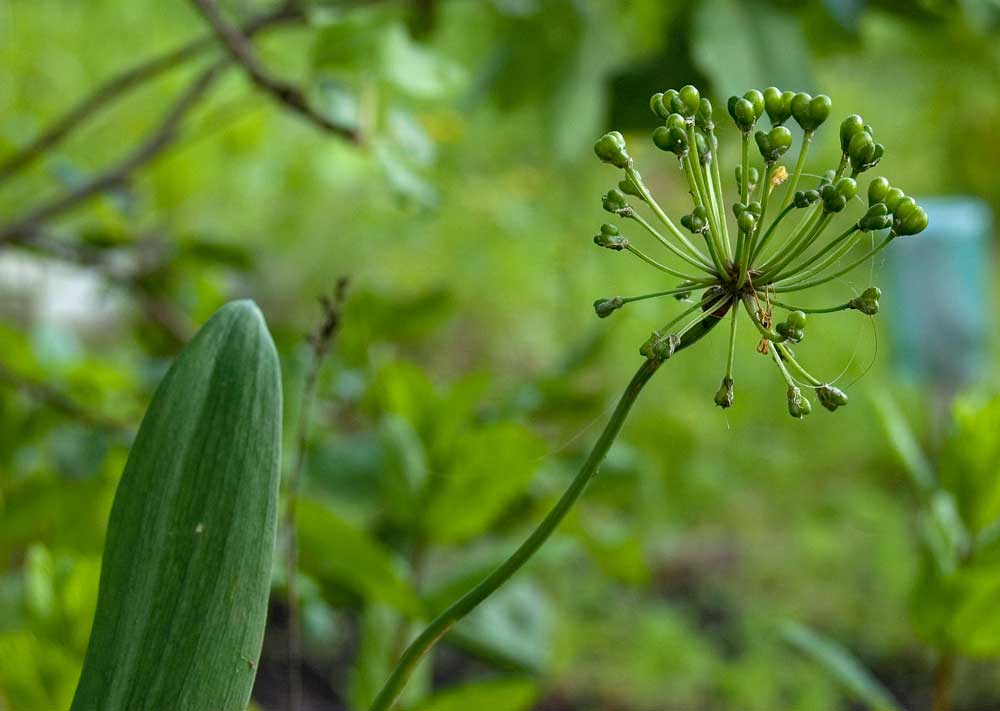 Image of Allium microdictyon specimen.