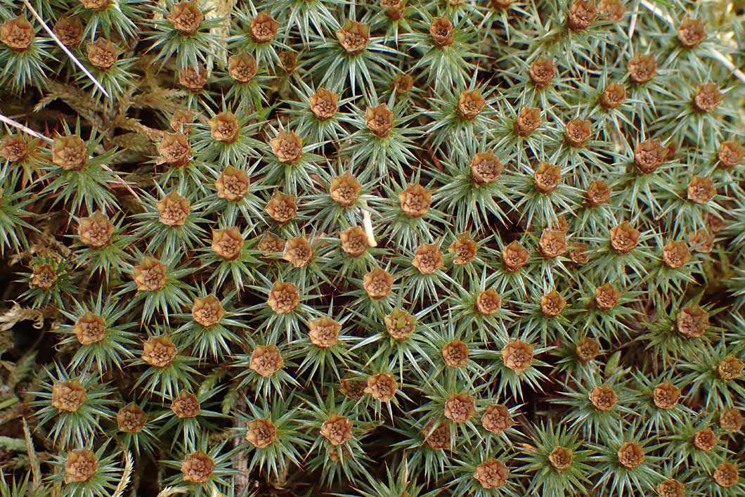 Изображение особи Polytrichum juniperinum.