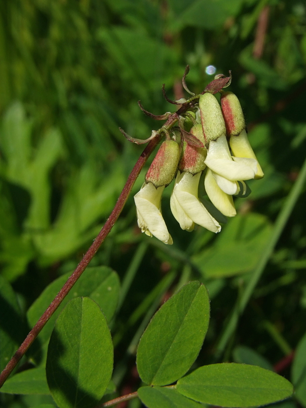 Изображение особи Astragalus frigidus.