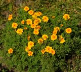 Tagetes tenuifolia. Цветущие растения (вид сверху). Восточный Казахстан, г. Усть-Каменогорск, Архитектурно-ландшафтный музей-заповедник, в культуре. 25.08.2017.