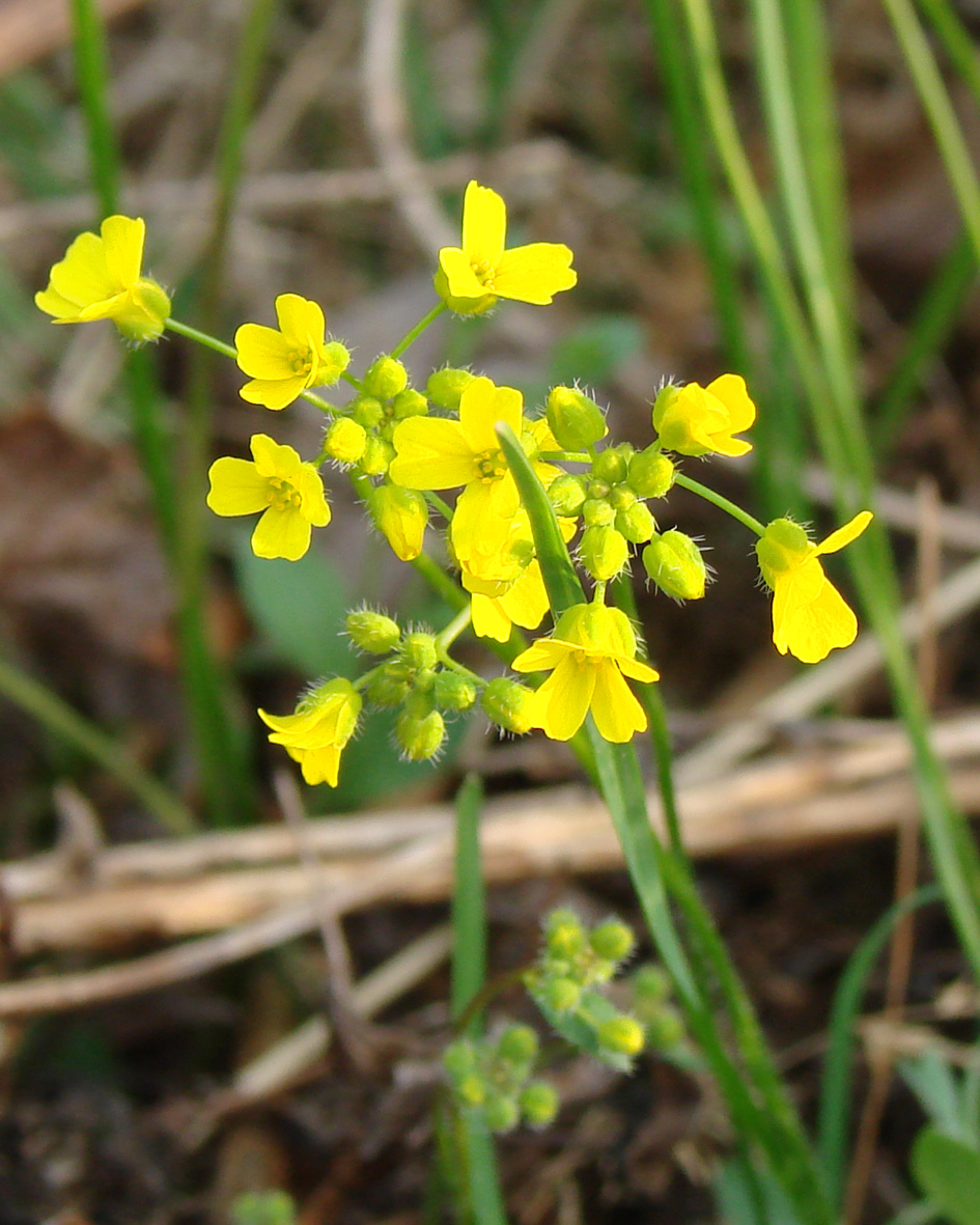 Image of Draba sibirica specimen.