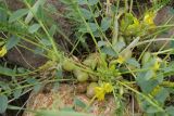 Astragalus aegobromus