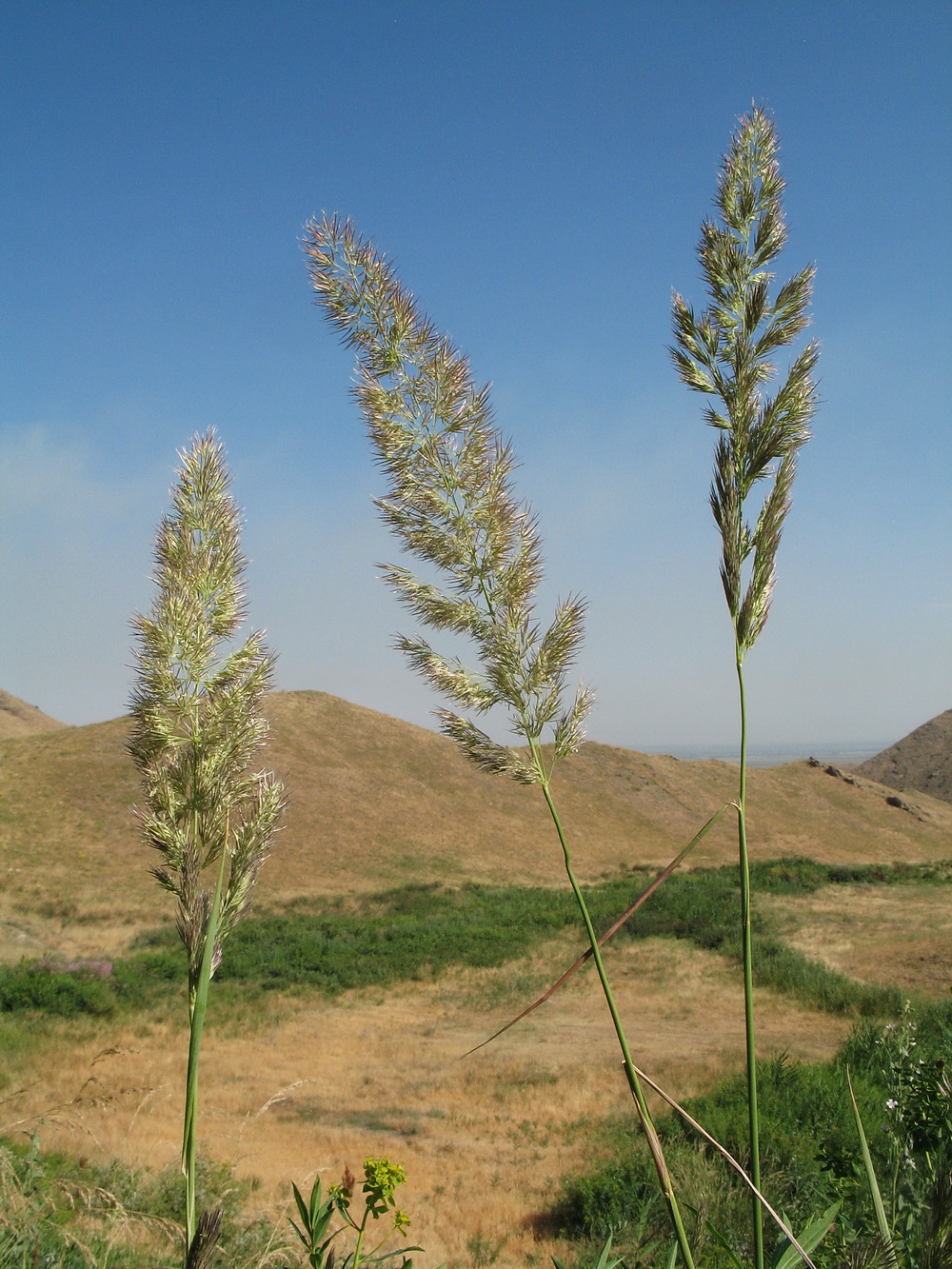 Изображение особи Calamagrostis pseudophragmites.