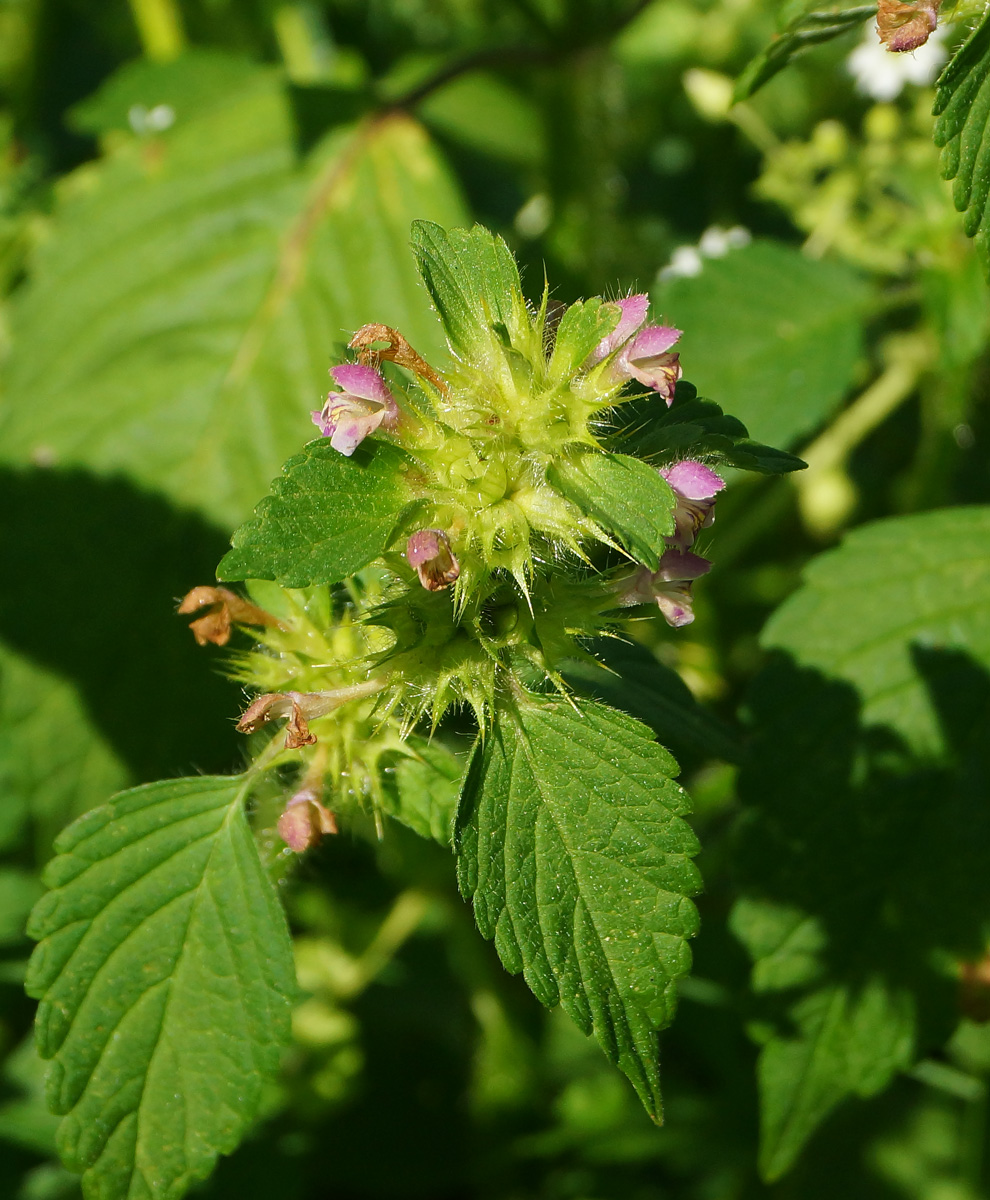 Изображение особи Galeopsis bifida.