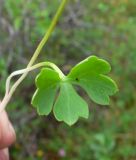 Ranunculus lapponicus. Лист. Чукотка, Билибинский р-н, восточная окр. г. Билибино, берег р. Б. Кепервеем, заболоченный участок. 24.06.2018.