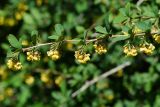 Berberis vulgaris. Верхушка цветущей ветви с колючками. Восточный Казахстан, г. Усть-Каменогорск, парк Жастар, в культуре. 04.06.2018.