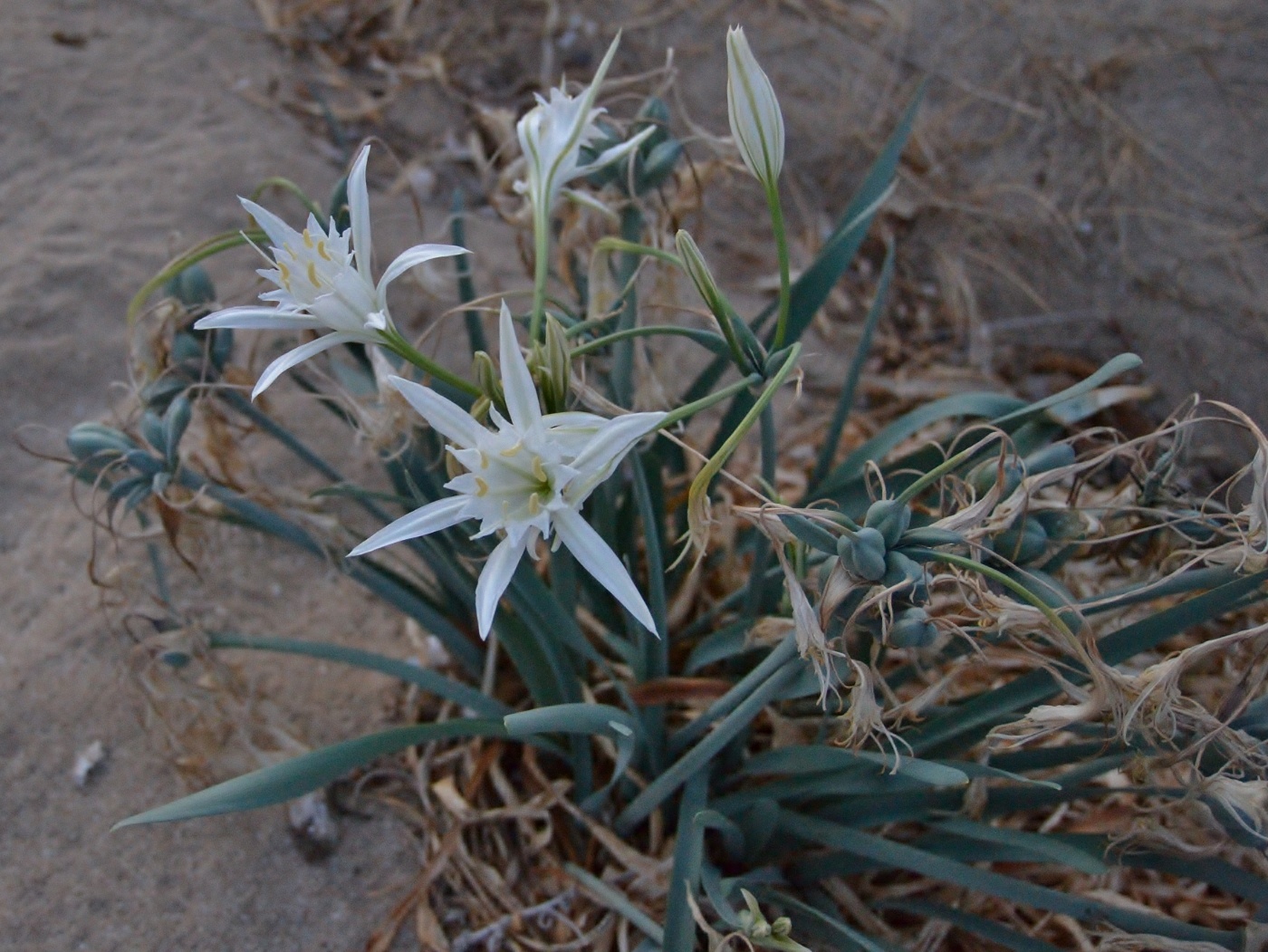 Изображение особи Pancratium maritimum.