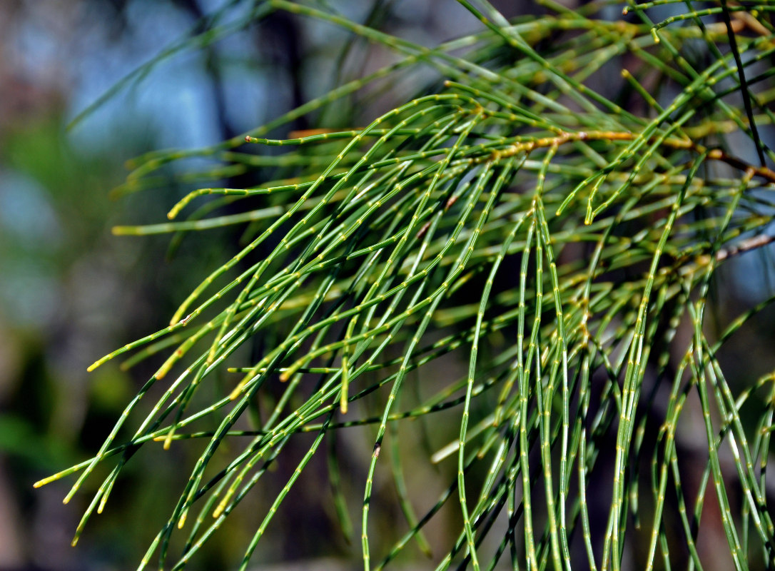 Изображение особи Gymnostoma nobile.