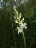 Dactylorhiza fuchsii. Соцветие (белоцветковая форма). Томск, дол. р. Мал. Киргизка, низинное болото. 05.06.2020.