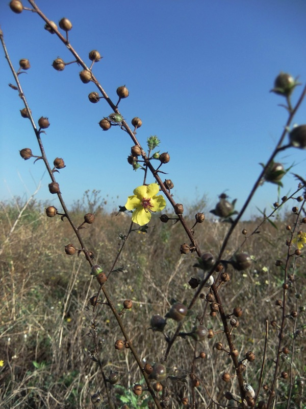 Image of Verbascum blattaria specimen.