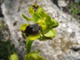 Ophrys lutea