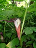 genus Arisaema. Часть побега с соцветием. Тверская обл., г. Тверь, Заволжский р-н, ботанический сад ТвГУ, в культуре. 1 июня 2019 г.