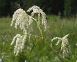 Aconogonon alpinum. Верхушка цветущего растения. Республика Алтай, Усть-Коксинский р-н, окр. с. Мульта, окр. Нижнего Мультинского озера, разнотравный лужок в сосновом лесу. 09.07.2021.