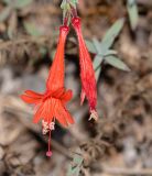 Epilobium canum