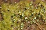 Ranunculus natans. Вегетирующее растение. Республика Алтай, Кош-Агачский р-н, окр. стоянки Аргамджи, 2230 м н.у.м., в воде. 3 августа 2020 г.