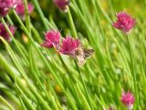 Allium kaufmannii