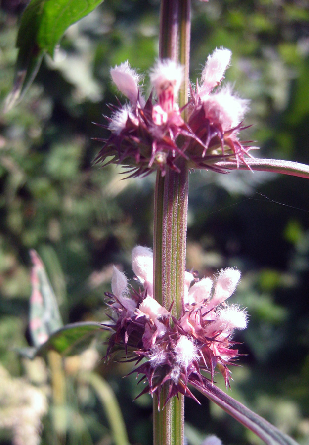 Изображение особи Leonurus turkestanicus.