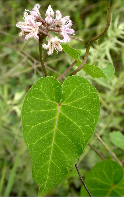 Image of Metaplexis japonica specimen.