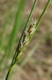 Carex globularis