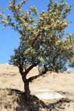 Crataegus pontica. Плодоносящее дерево. Узбекистан, Зарафшанский хр., Самаркандские горы. 21.09.2011.