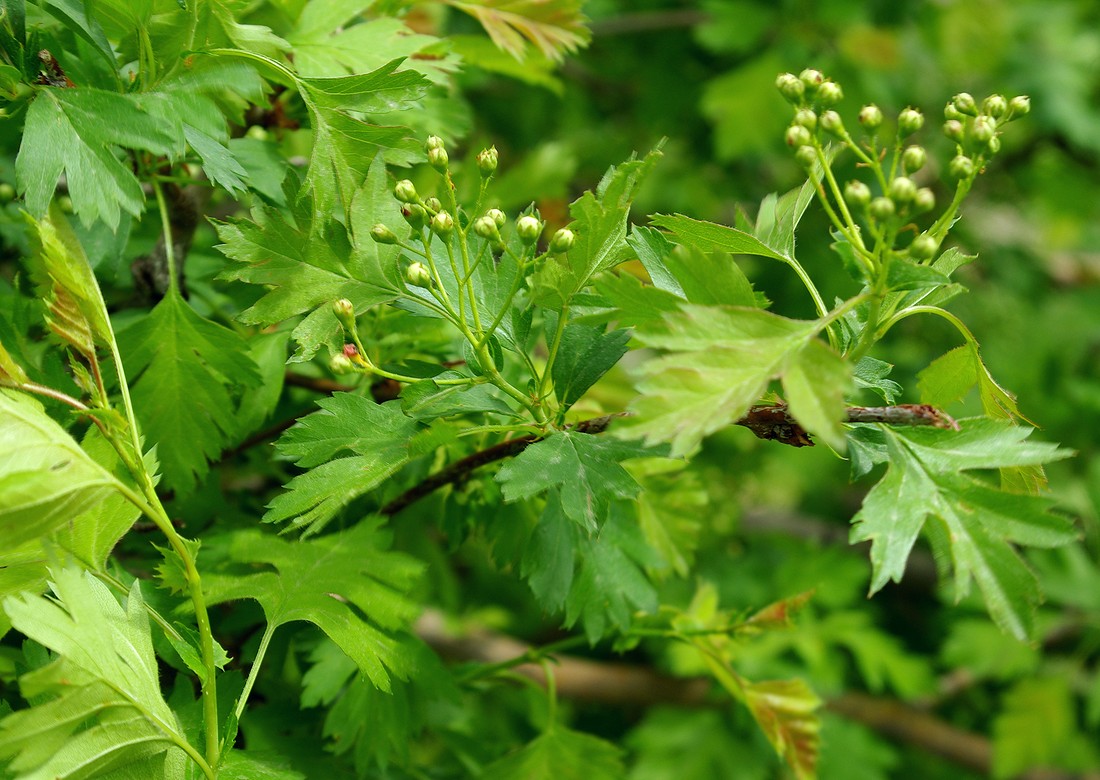 Изображение особи Crataegus turkestanica.