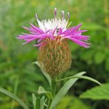 Centaurea trichocephala. Соцветие. Украина, Донецкая обл., Славянский р-н, окр. с. Сидорово. 09.07.2011.