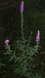 Lythrum salicaria