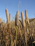 Typha latifolia