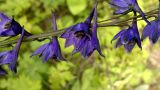 Delphinium crassifolium