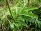 Sanguisorba tenuifolia. Лист в нижней части побега. Северные Курилы, о. Парамушир, окр. мыса Капустный. Август 2012 г.