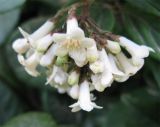 Viburnum suspensum