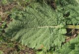 Salvia revelata