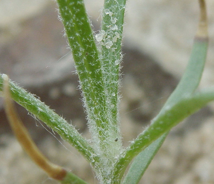 Изображение особи Corispermum leptopterum.