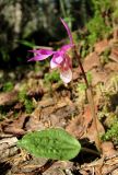 Calypso bulbosa