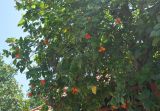 Cordia sebestena. Часть кроны цветущего дерева. Таиланд, остров Тао. 27.06.2013.