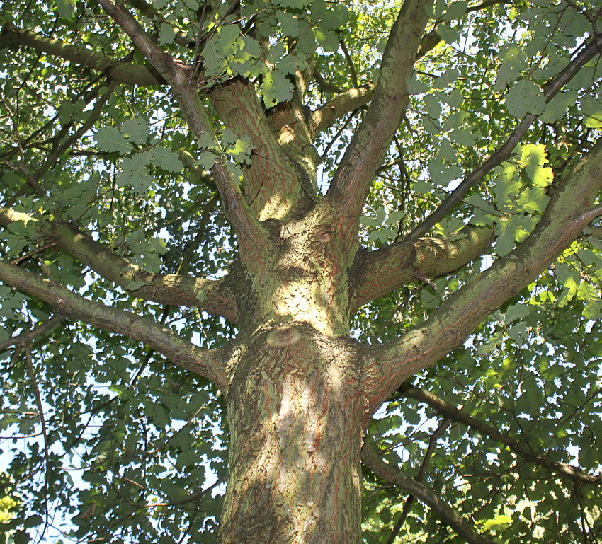 Изображение особи Quercus petraea.